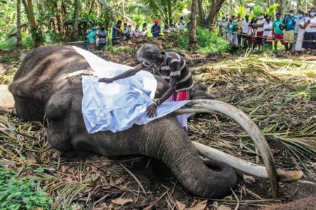 elephant.jpg