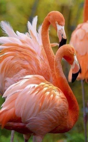 birds030622.jpg
