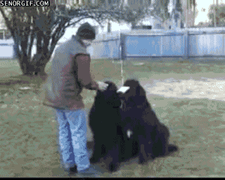 4960e1b33ce250e5839e53950b93d537.gif