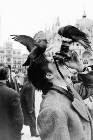 Pigeons @.jpg