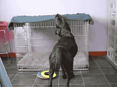 3f3e6a25840734103fe88fb64e8bf9fb.gif