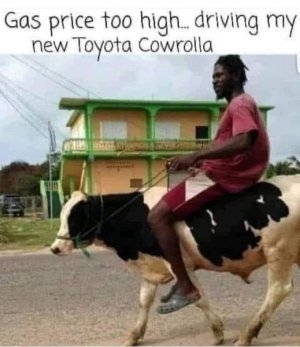 Ride cow.jpg