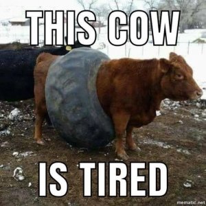 Tired cow.jpg