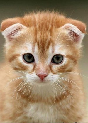 kittens030822.jpg