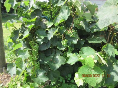 9 March 049grapes.JPG