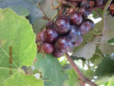 grapes4.JPG