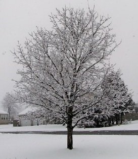snow 3-9-22b.jpg