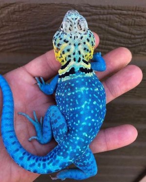spots031122.jpg