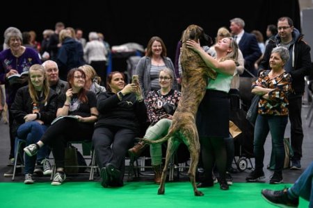 great dane.jpg