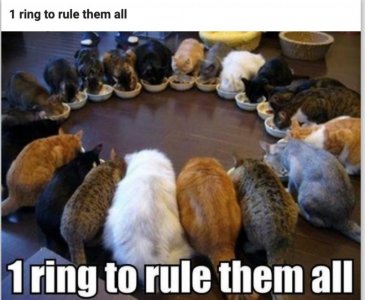 cats ring.jpg