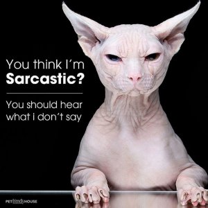 cattitude031422.jpg