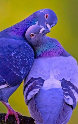 birds031322.jpg