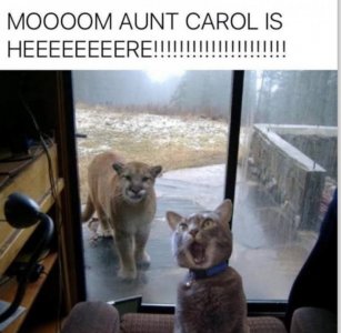 cat tiger.jpg