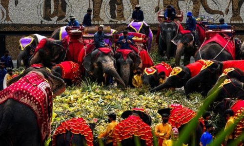 elephants.jpg