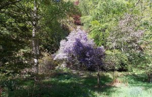 Lilac.jpg Lilac.jpg