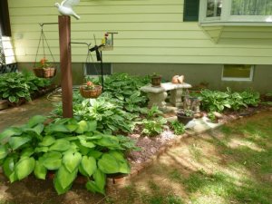 Hosta bed new (800x600).jpg Hosta bed new (800x600).jpg