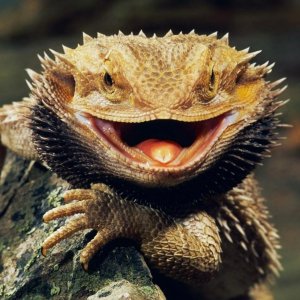 bearded-dragon.jpg