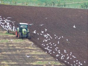 ploughing2.jpg