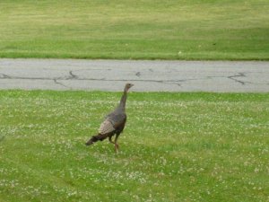 turkey (800x600).jpg