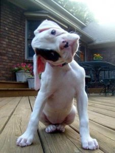 cute-dog-head-tilt.jpg