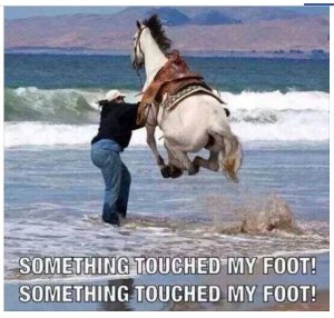 Horse in surf.JPG