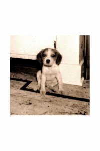 toby 1 resized.jpg