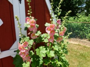 pink hollyhocks.jpg.jpg pink hollyhocks.jpg.jpg