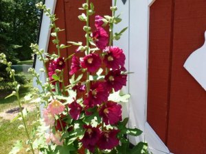 purple hollyhocke.jpg.jpg purple hollyhocke.jpg.jpg