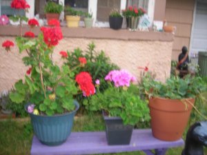 june pics 050.jpg