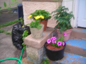 june pics 048.jpg