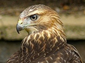 Hawk.jpg