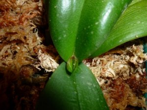 Orchid leaf (800x600).jpg