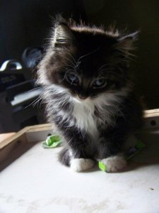 a bashful kitten.jpg