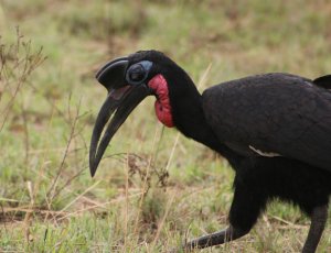 hornbill.jpg