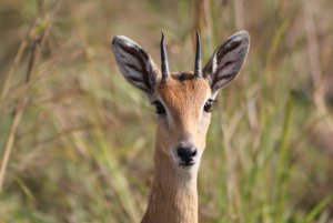 oribi.jpg