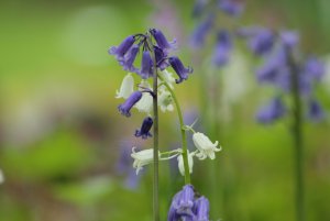 bluebellswhite.jpg