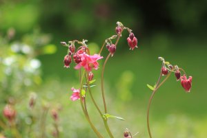 aquilegia.jpg