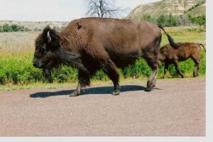 bison small.jpg
