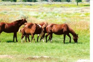 horses small.jpg