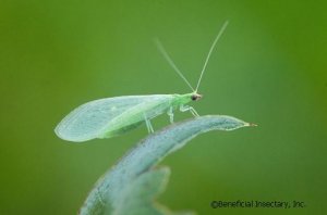 chrysoperla7.jpg
