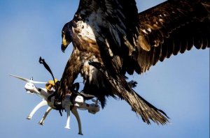 Eagle fights drone.JPG