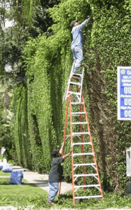 hedge-trim-pic.gif