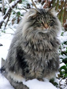 fluffy-cats-funny-animal-pics-4.jpg