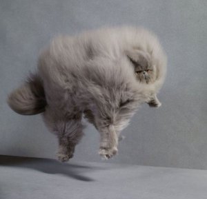fluffy-cats-funny-animal-pics-3.jpg