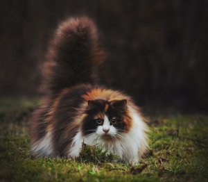 fluffy-cats-funny-animal-pics-8.jpg