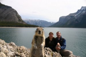 animal-photobombs-2.jpg