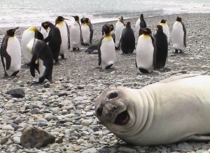 animal-photobombs-1.jpg