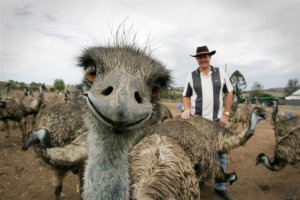 animal-photobombs-11.jpg