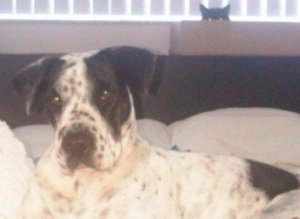 The-Animal-Photobomb.jpg