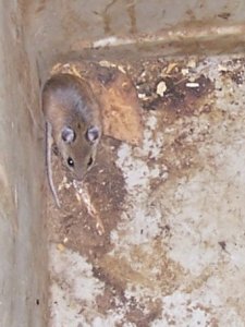 Aug mse 1.jpg Aug mse 1.jpg